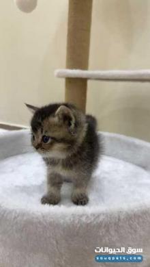 قطه ذكر بريتش للبيع
