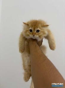 للبيع قطط سكوتش عمر شهرين بصحه ممتازة
