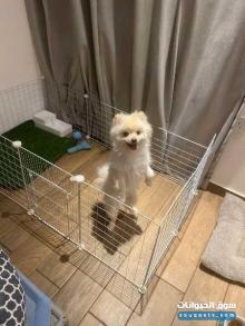 كلب بوميرينيان ل البيع