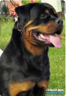 Rot wiler for sale 7000 QR