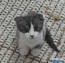 كيتنز سكوتش العمر38يوم