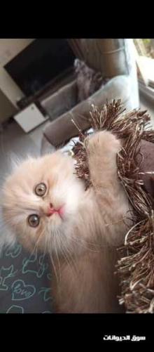 قط سكوتش فولد نوع مميز اسكتلندي