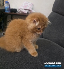 للبيع قط سكوتش ذهبي نادر عمره ٣ شهور